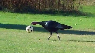 Happy Animals Play Ball