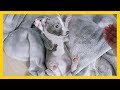 Lovely Puppy Reacts to New Home: 10 Weeks Old Italian Greyhound