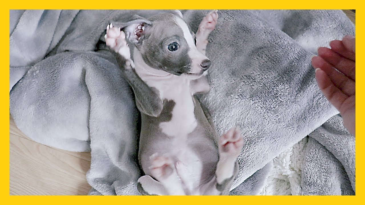 italian greyhound puppy grey
