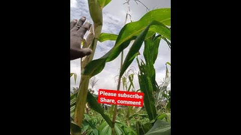 How mature our cassava, maize farm