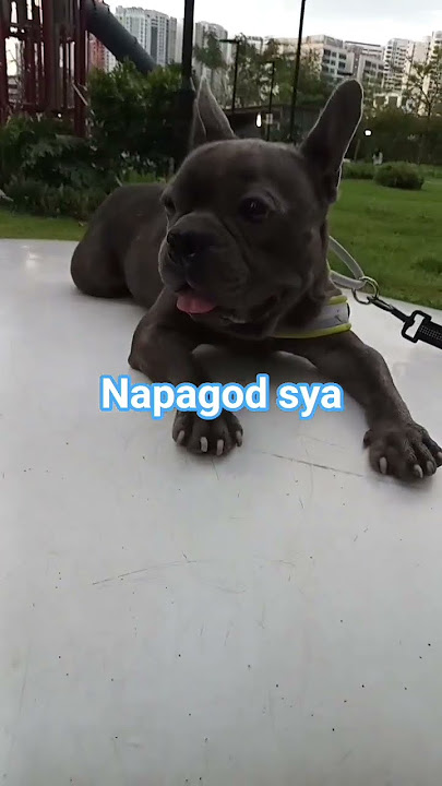 Napagod na sya #lydiamacaro #dog #doglover #shortsviral #shortsvideo