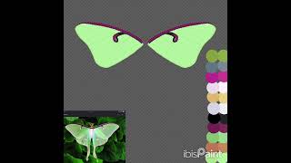 Luna moth speedpaint