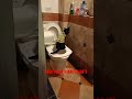 แมวtoilet #shorts