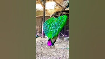 قَالَ لَا تَخَافَا | راحة نفسية رهيبة 😍💚| سبحان منوهبه هذا الصوت | احدث تلاوات محمد ديبيروف #اكسبلور