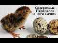 Содержание Перепелов- с чего начать