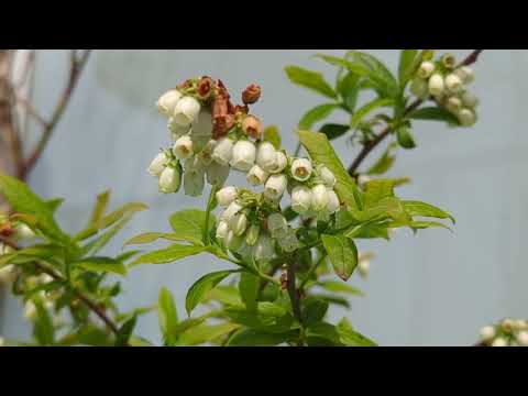 Video: Ingen blomster på blåbær: hva du skal gjøre for en blåbærbusk som ikke blomstrer eller gir frukt