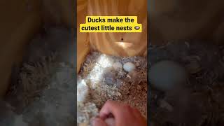 Ducks make very cute nests for their eggs.￼ #ducks #duck #eggs