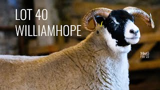 LOT 40 - Williamhope