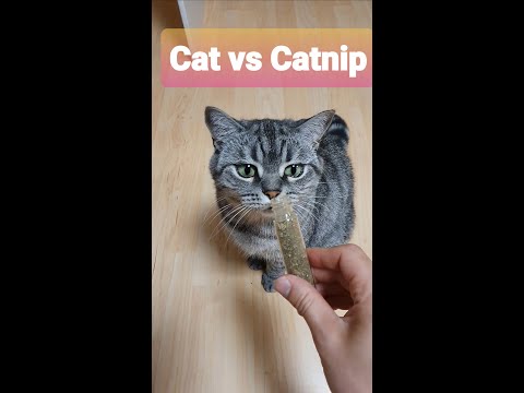 Бейне: Catnap Vs. Catmint - мысық жалбыз және мысық жалбыз өсімдіктерінің арасындағы айырмашылықты біліңіз