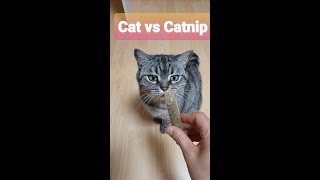 Catnip Cat Reaction | Cat vs Catnip