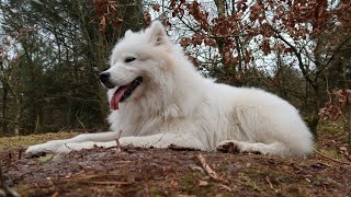 How to Help Your Samoyed Manage Anxiety by Samoyed USA 454 views 2 months ago 3 minutes, 16 seconds