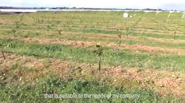 Netafim drip Irrigation for Citrus in Italy: Mariano Gervasi
