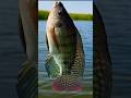 பிங்க் கலர் வாலு 🐟 #tilapia #fishing #fish #shorts #subscribemychannel