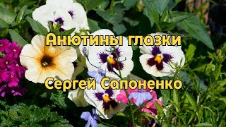 Сергей Сапоненко — Анютины глазки | Светлая песня о любви и весне