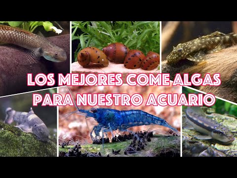 Video: Miks repartimiento algas?