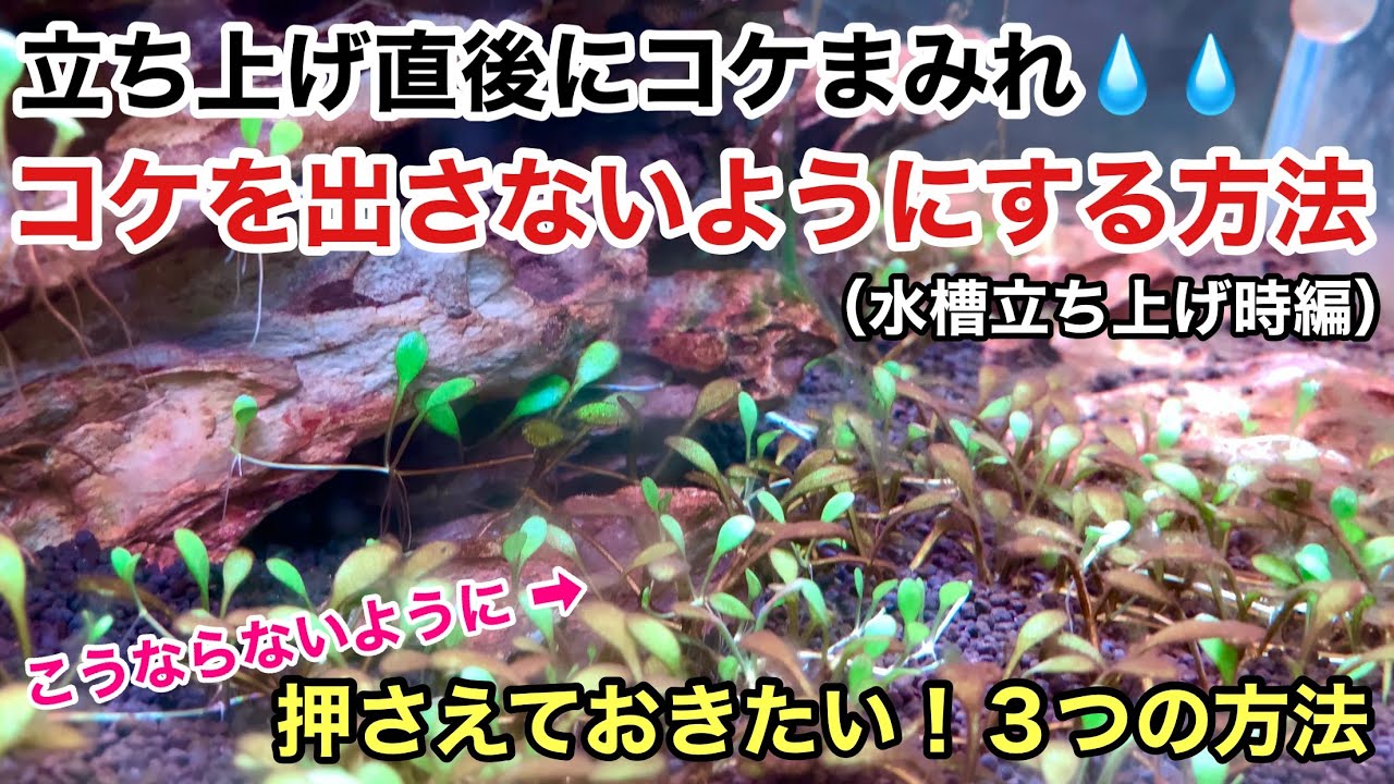 コケを出したくない人 必見 水草水槽立ち上げ時にコケを出さないようにする方法 Adaネイチャーアクアリウムの作り方 初心者 コケ対策 植え方 アオミドロ 珪藻 黒髭ゴケ 糸状ゴケ 茶ゴケ 藍藻ラン藻 Youtube