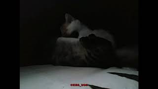 Aku Ucil dan Iteng Kucing Lucu Imut Ganteng salam Kenal #ExoticPersian #CatLover #KucingLucu
