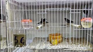 December 19, 2025: Updated with a few bird species from the shop. Check them out, guys! 😝