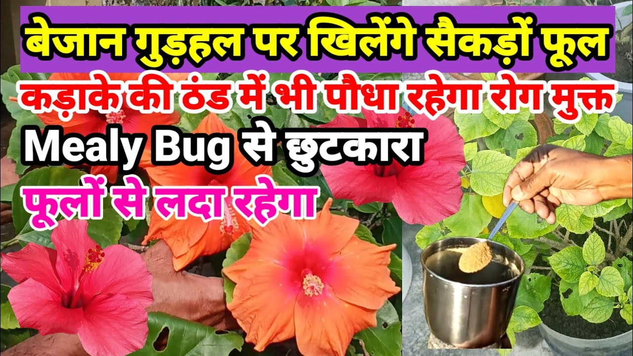 January में गुड़हल के पौधे की देखभाल कैसे करें | Hibiscus Plant Care | Hibiscus