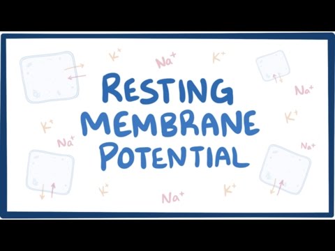 Resting membrane potential - definition, examples