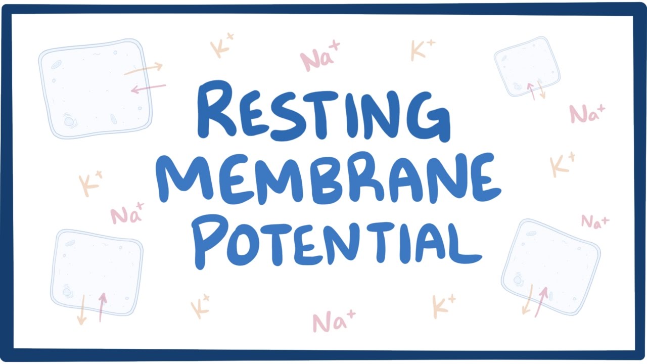 Resting Membrane Potential - Definition, Examples