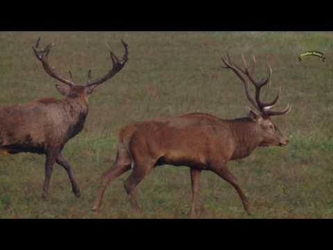 Video: Cum Se Pasc Cerbii