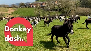 Herd of donkeys run free after escaping lockdown | SWNS