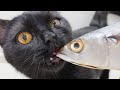 Fish Recipe for Cat | Ore and Reo are crazy about fish