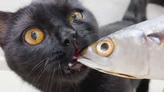 Fish Recipe for Cat | Ore and Reo are crazy about fish
