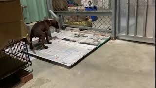 Ellie Is Potty Trained