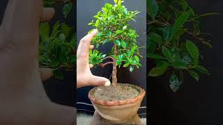 my ficus bonsai is growing very well after branch prowning bonsaitree ficusbonsai bonsaivideo