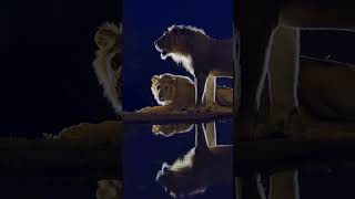 The Kings of the Night Looking Seriously Handsome 👑🦁