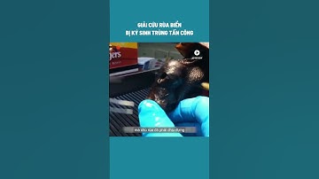 HD Review Phần 2 Giải Cứu Rùa Biển Bị Ký Sinh Trùng Tấn Công #shorts