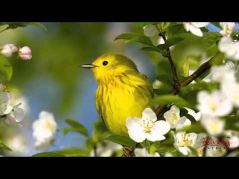 ბასიანი  ,,გაზაფხული''