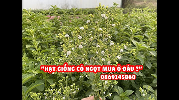 Mua hạt giống cỏ ngọt ở đâu? Cỏ ngọt việt nam được trồng như thế nào? Cỏ ngọt rất tốt cho sức khỏe
