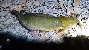 Lần đầu tiên cắm câu cùng thánh bào, trúng ổ cá lóc, trê vàng khủng.