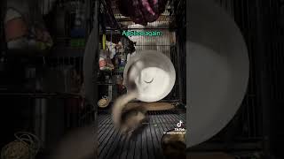 Sugar Gliders Using Wheel