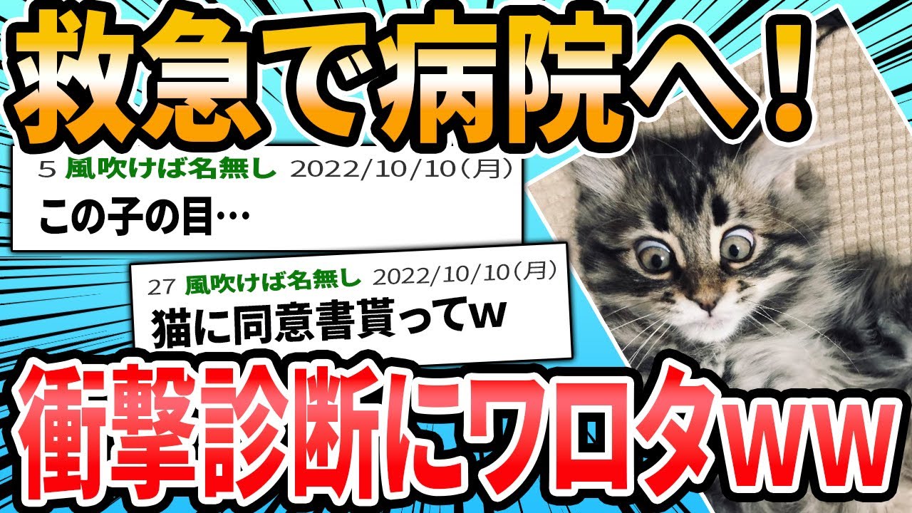 【ヌッコ編】ドクターに言われた衝撃的な言葉【2ch面白いスレ】