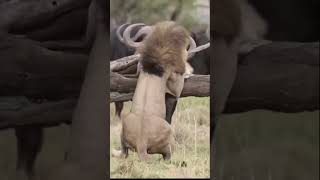 animal buffalo fight lion ?