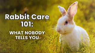 Celebrity Rabbit Care 101: The Best Tips Nobody Tells You Profile