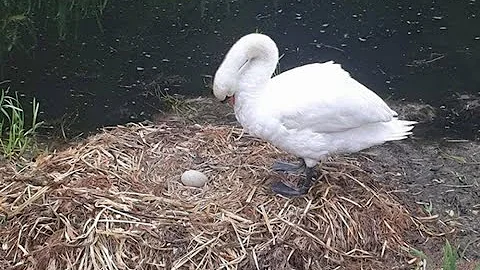 Лебедь лишилась самца и нерожденных лебедят и не смогла жить.. Никто не ожидал!
