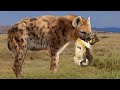 Hyena kills Lion cub when its mother hunts, Wild Animals Attack