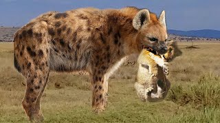 Hyena kills Lion cub when its mother hunts, Wild Animals Attack