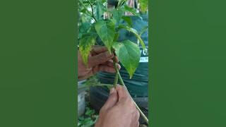 Cara Tanaman Cabai Berbuah  5 Tahun Lebih #shorts