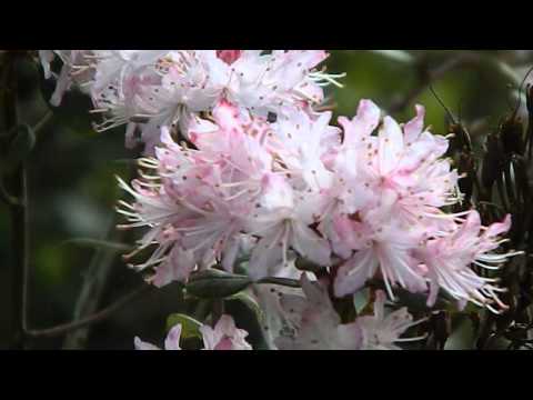 Video: Rhododendron Schlippenbach (27 Fotografií): Pestovanie „ružového Dreva“zo Semien, Jeho Popis. Pravidlá Výsadby A Starostlivosti