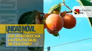 ¿Se aprovecha al máximo la fruta que se cultiva? | DESPILFARRO