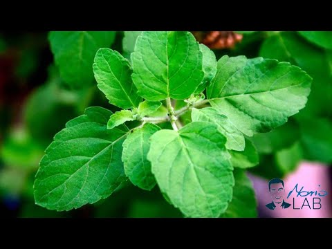Video: Zdravilna rastlina - bodičast zobni kamen