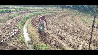Traditional Leaf Harvesting by Skilled Rural Farmer #RuralAgriculture #TraditionalFarming
