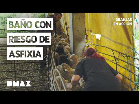 Animales ATRAPADOS al borde de la asfixia | Nueva Temporada de Granjas en acción 🚜💨