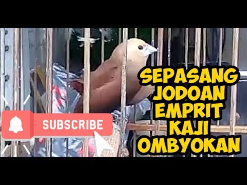 Burung Finch Emprit Haji Sepasang Dapat Ombyokan Youtube